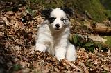 BORDER COLLIE 1115